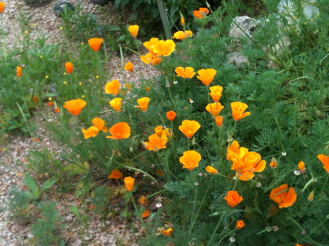 Photographie de Pavot de Californie
