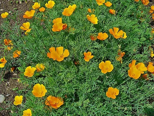 Photographie de Pavot de Californie