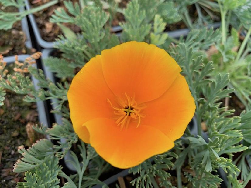 Photographie de Pavot de Californie