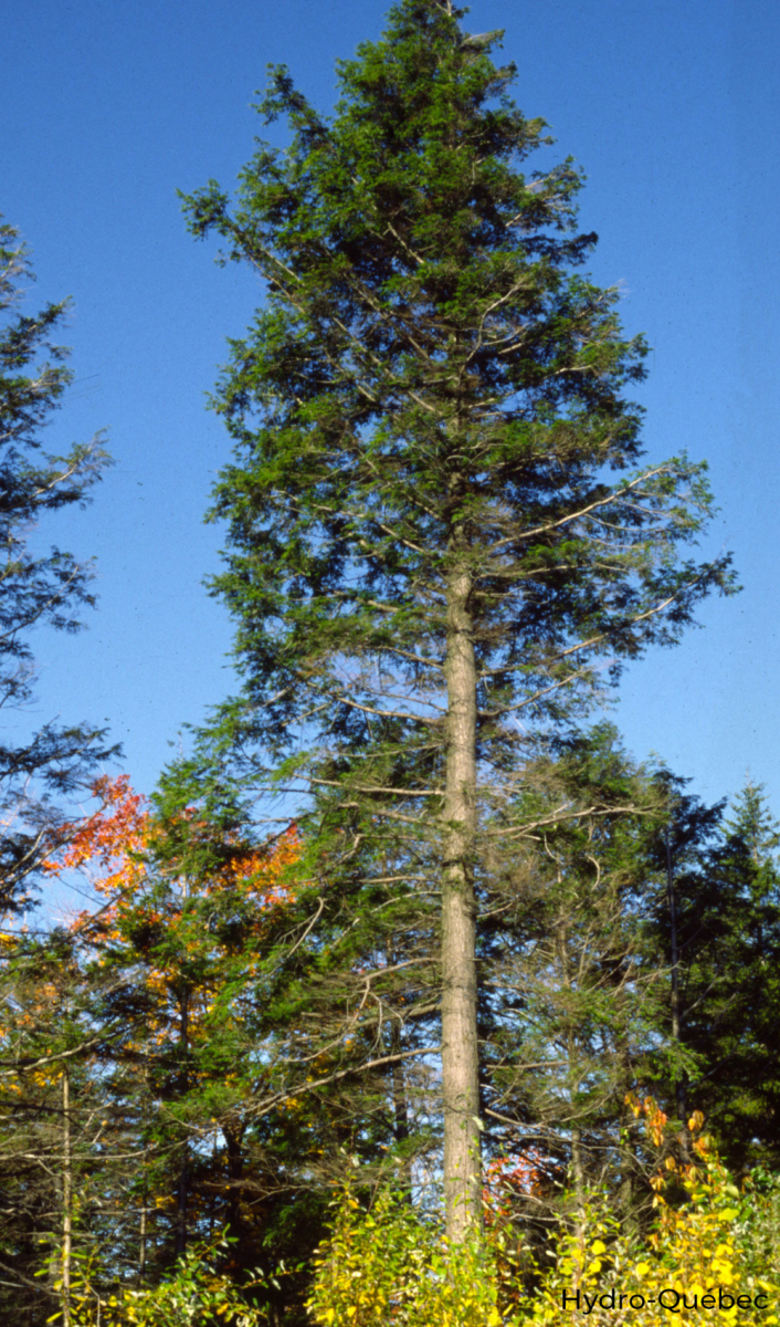 Photographie de Pruche du Canada