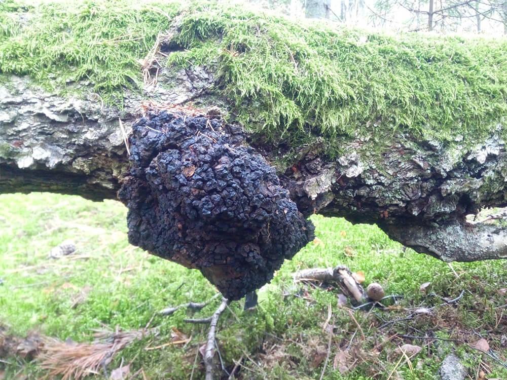 Photographie de Chaga