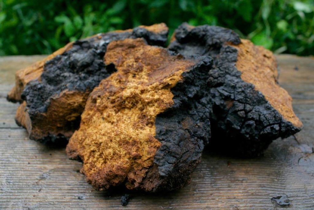 Photographie de Chaga