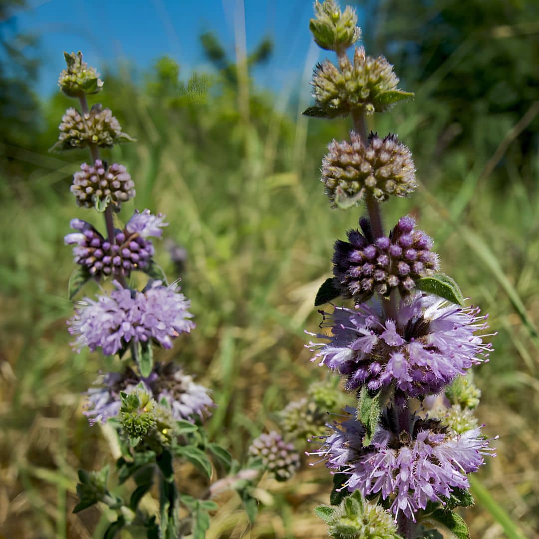Photographie de Menthe pouliot