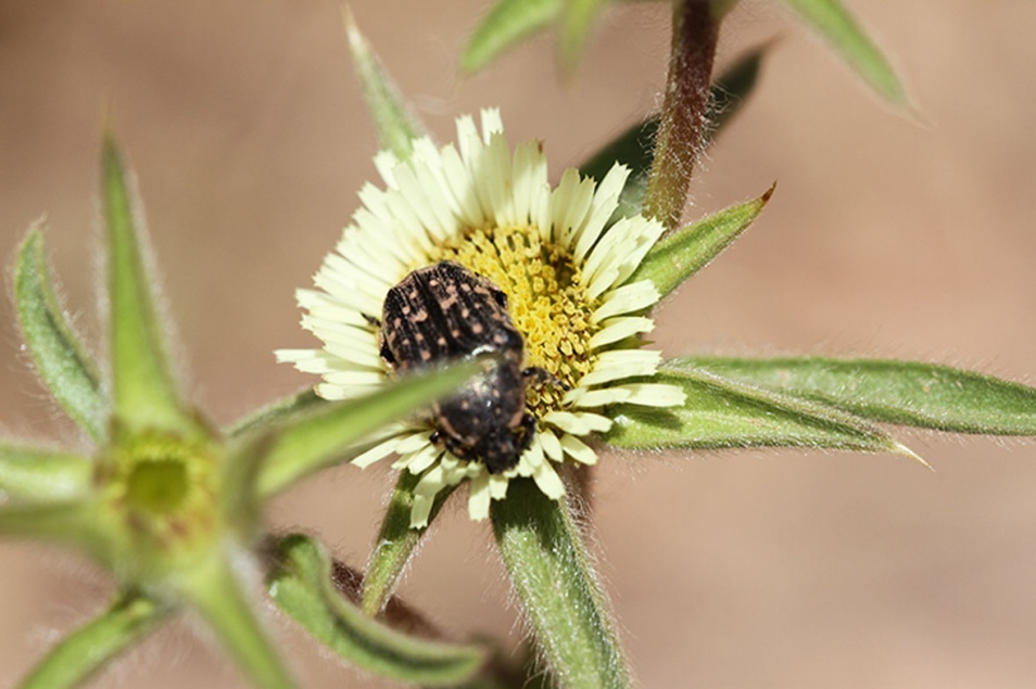 Photographie de Épine-vinette