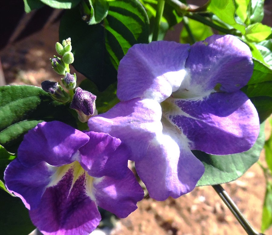 Photographie de Violette chinoise