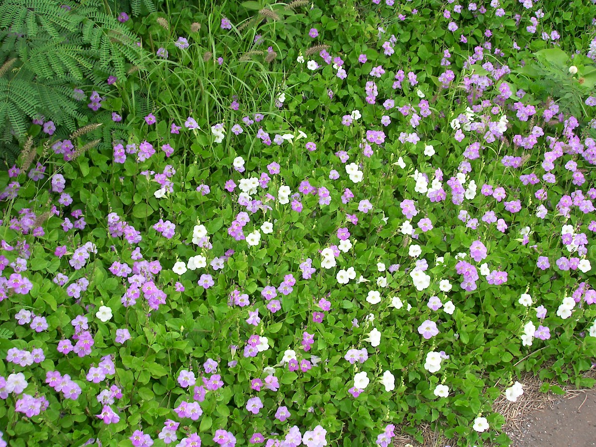 Photographie de Violette chinoise