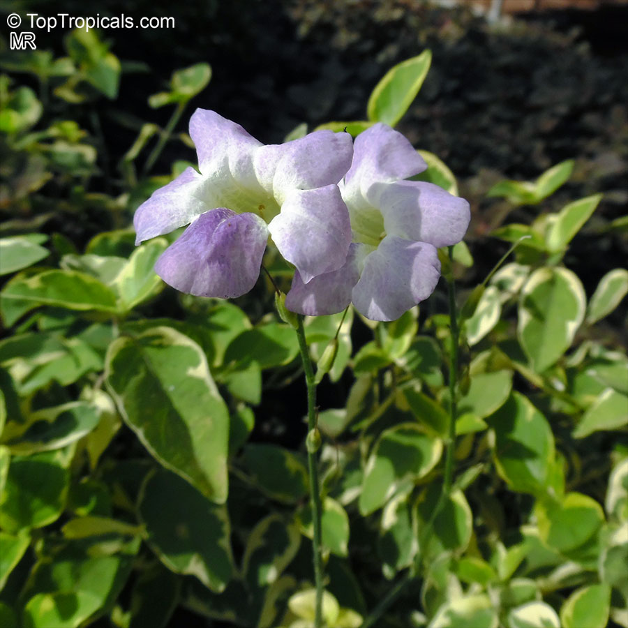 Photographie de Violette chinoise
