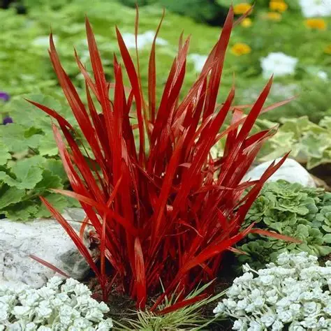 Photographie de Herbe sanglante