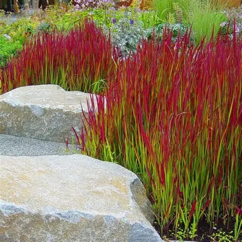 Photographie de Herbe sanglante