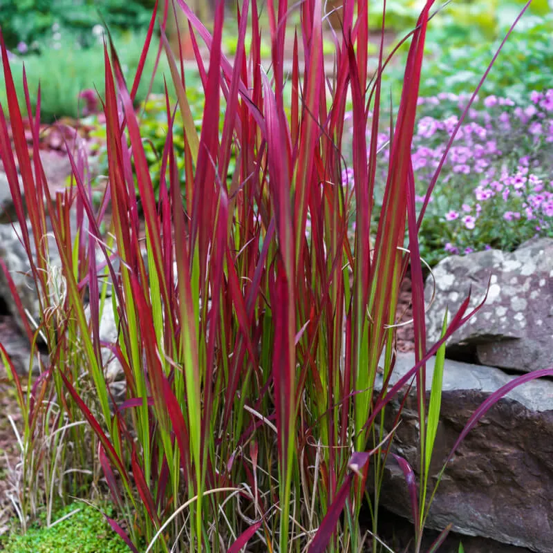 Photographie de Herbe sanglante