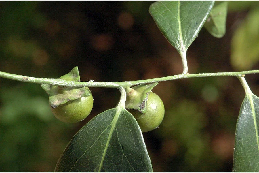 Photographie de Ébène