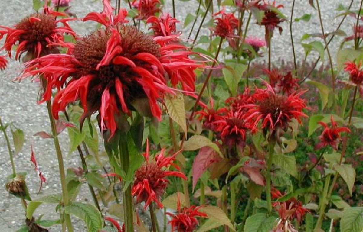 Photographie de Monarde écarlate