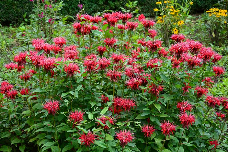 Photographie de Monarde écarlate