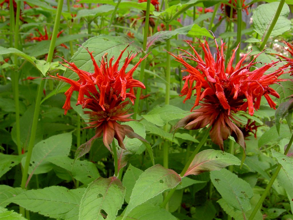 Photographie de Monarde écarlate