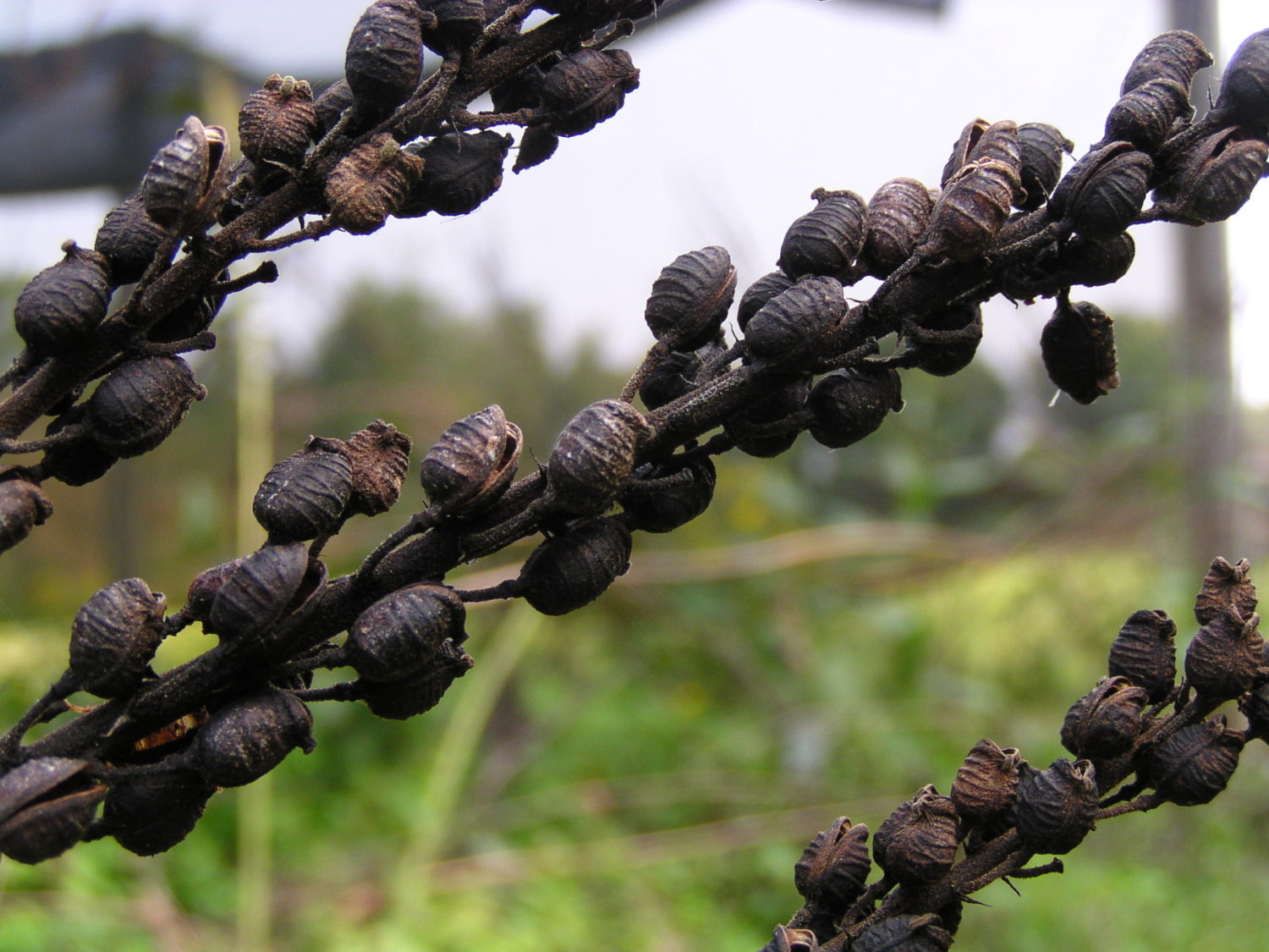 Photographie de Actée à grappes noires