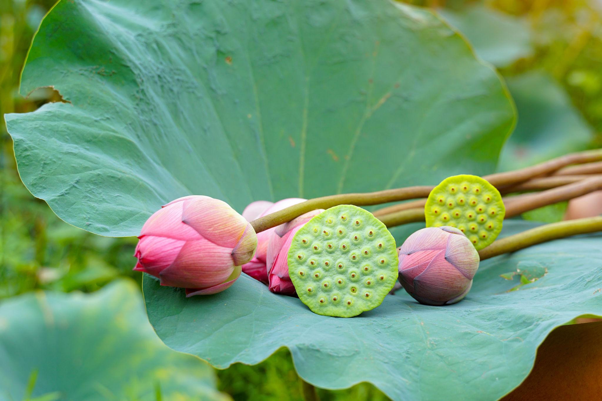 Photographie de Lotus Sacré
