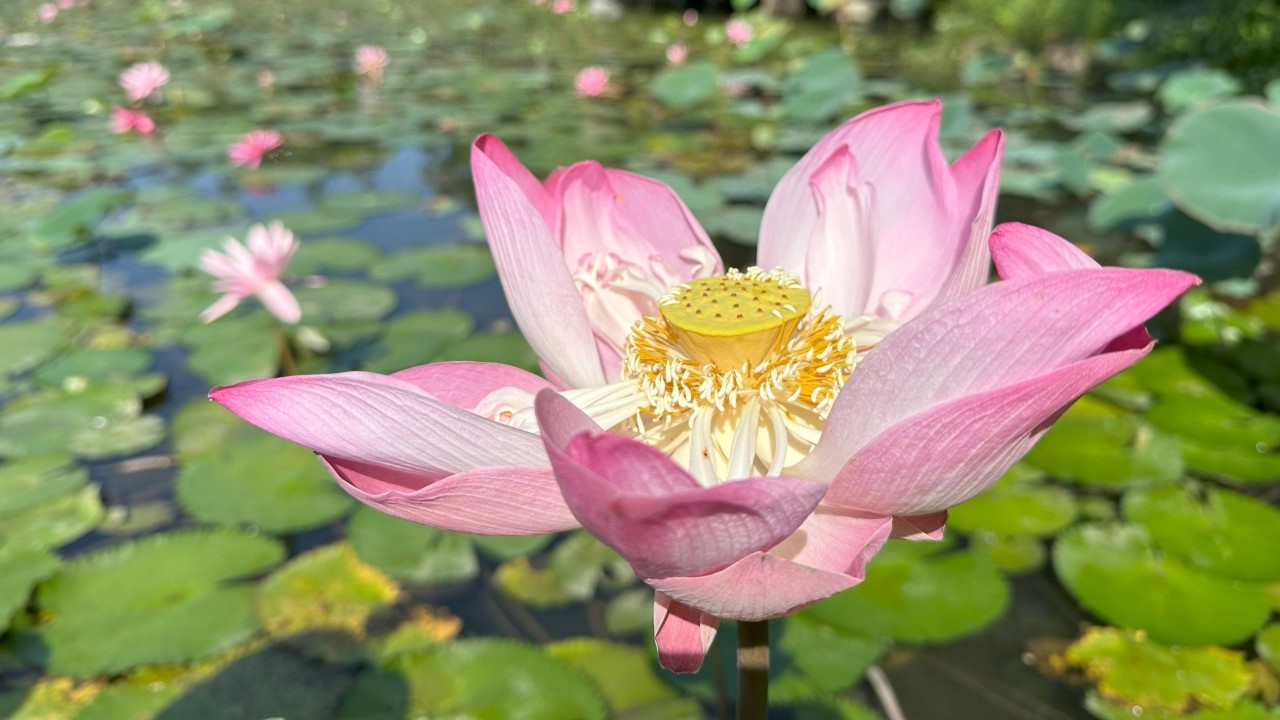 Photographie de Lotus Sacré