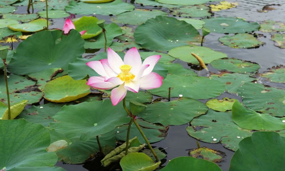 Photographie de Lotus Sacré