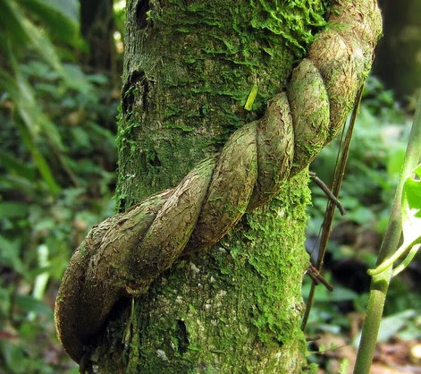Photographie de Caapi