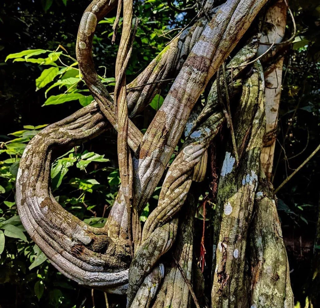 Photographie de Caapi