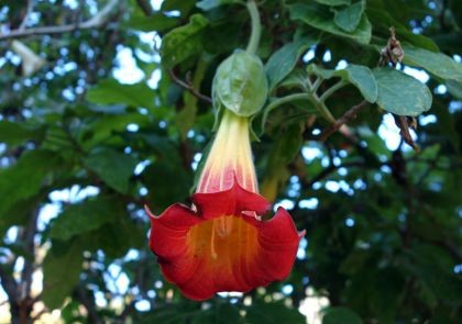 Photographie de Trompette des Andes