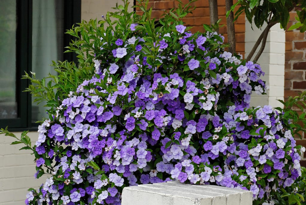 Photographie de Brunfelsia