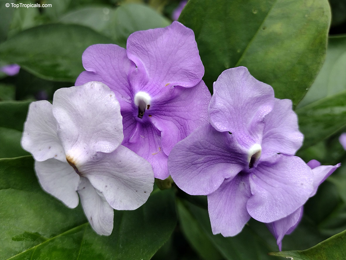 Photographie de Brunfelsia