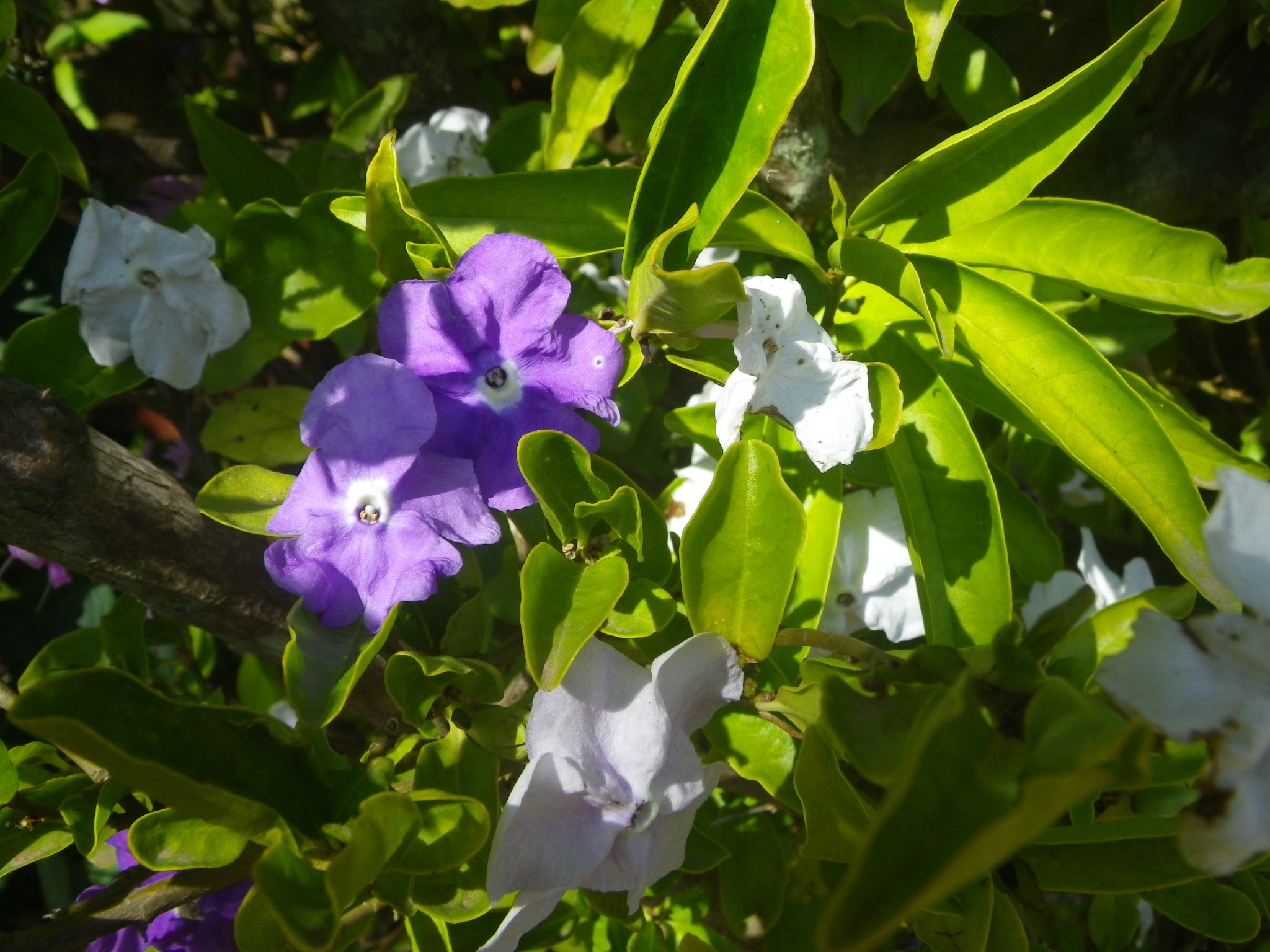 Photographie de Brunfelsia