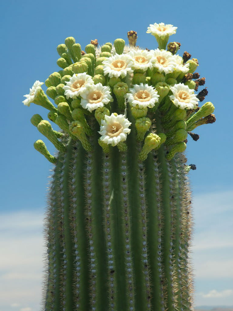 Photographie de Saguaro