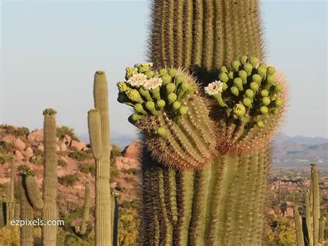 Photographie de Saguaro