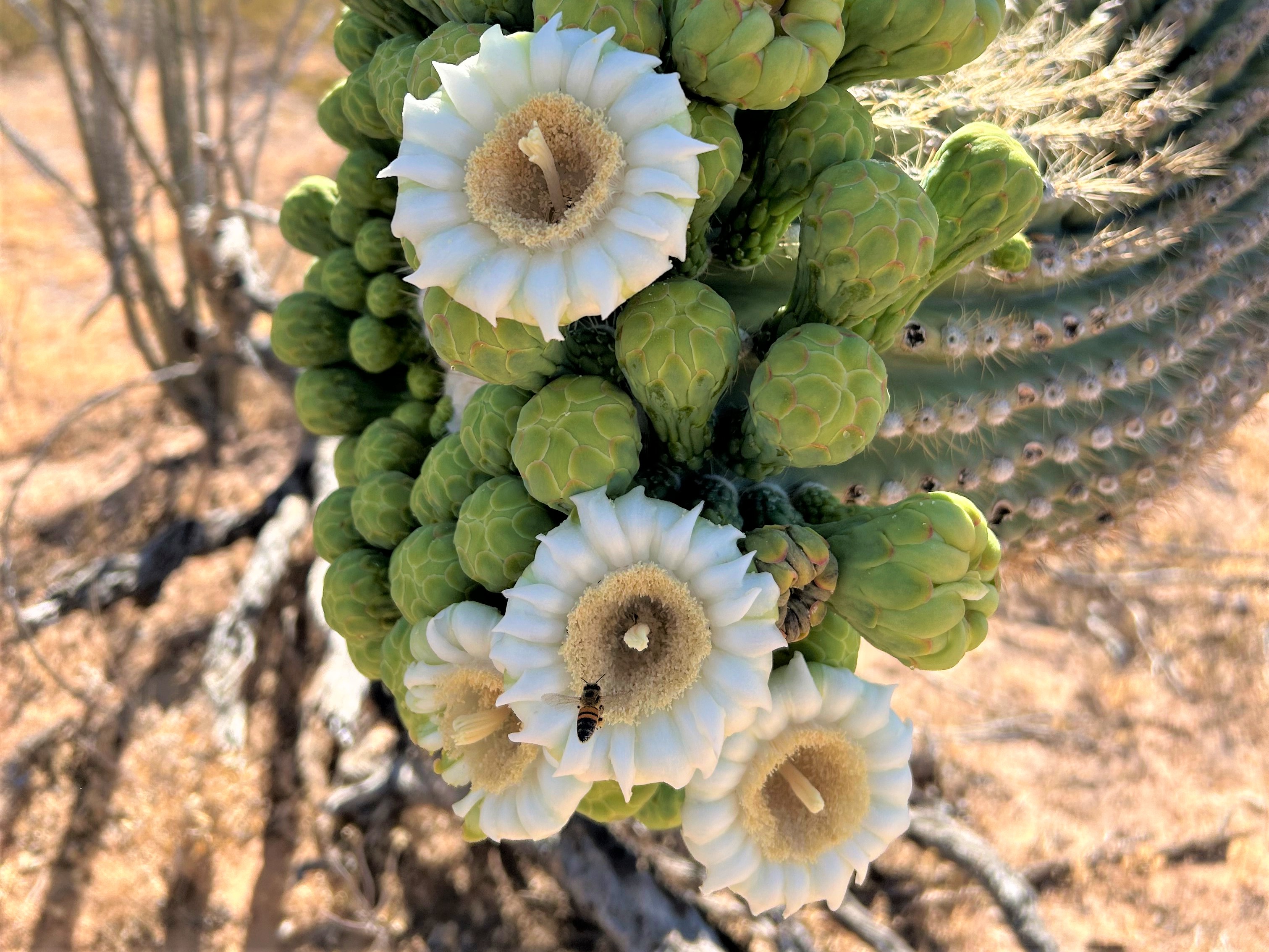 Photographie de Saguaro