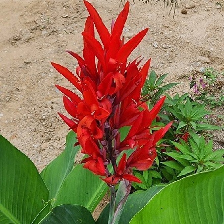 Photographie de Balisier rouge