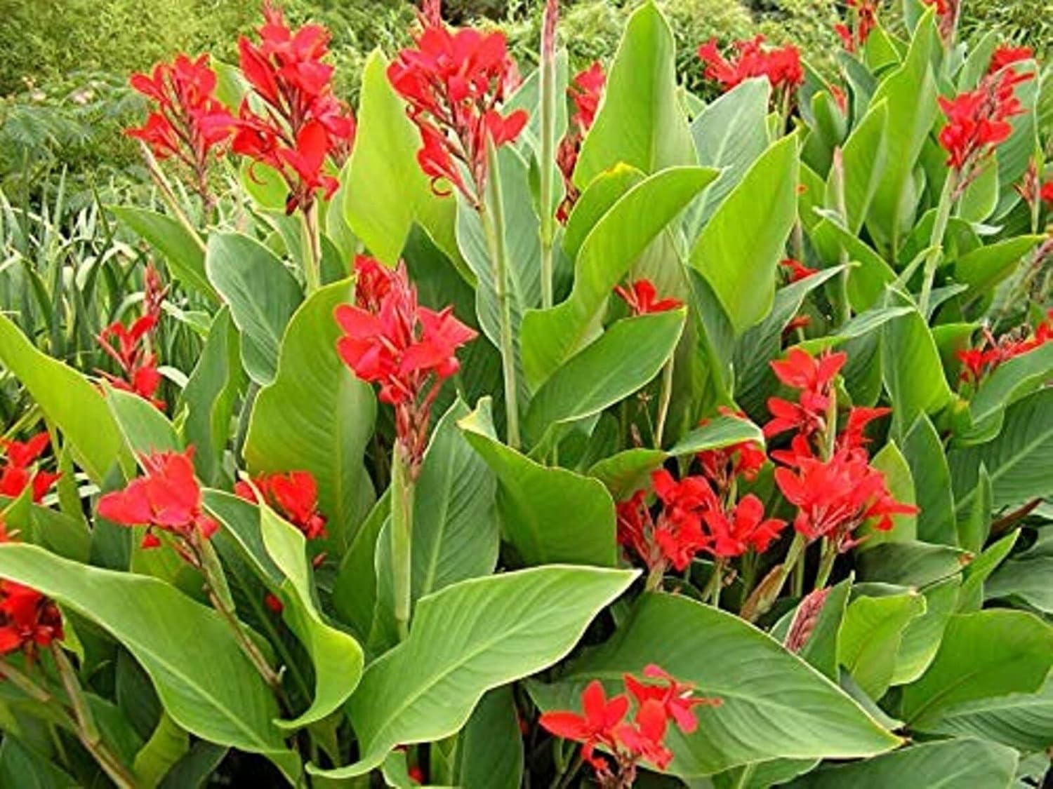 Photographie de Balisier rouge