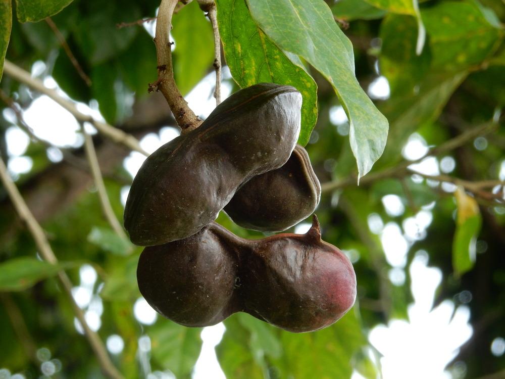 Photographie de Jengkol