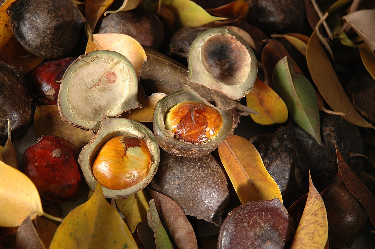 Photographie de Jengkol