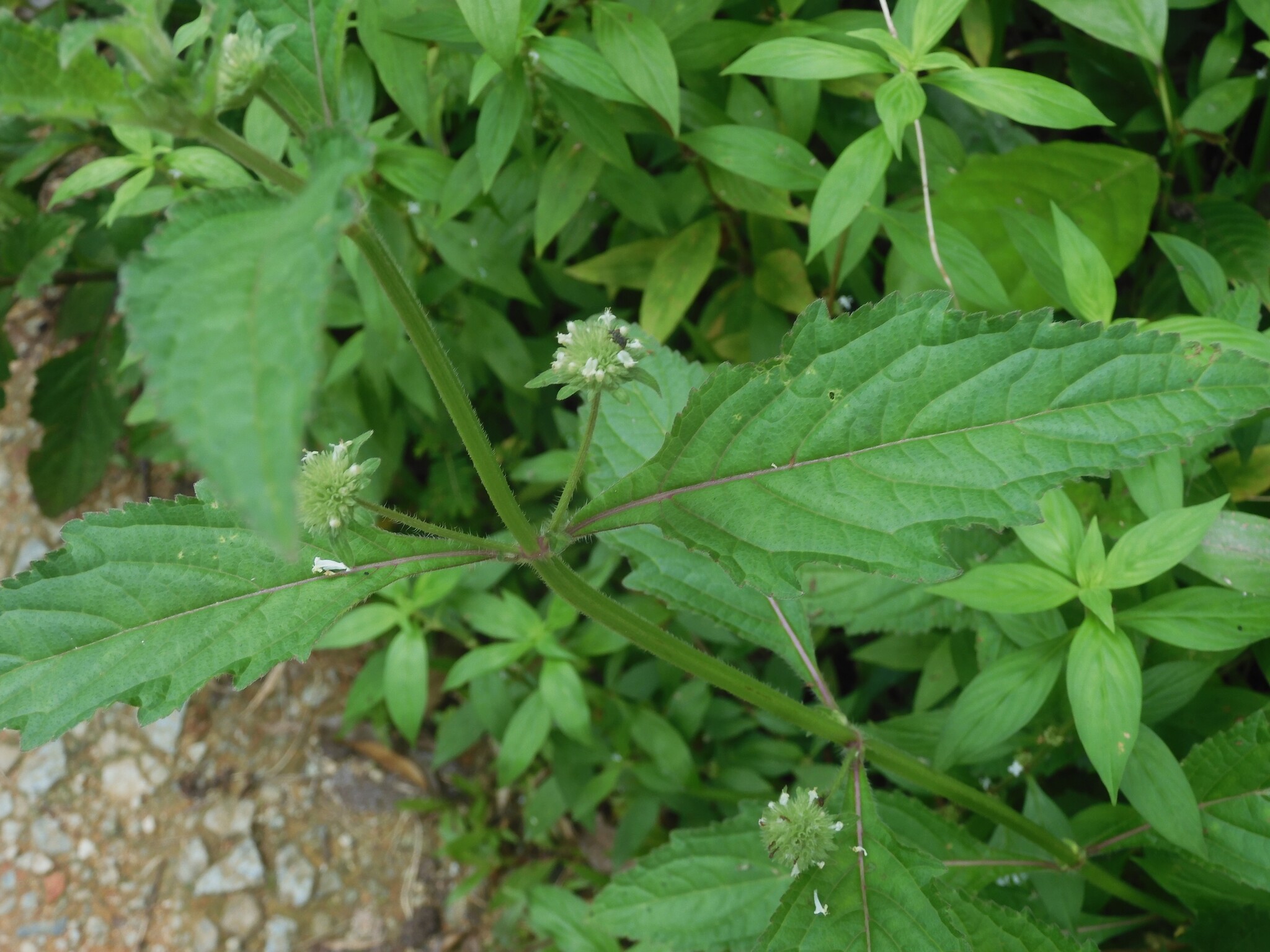 Photographie de Herbe ronde