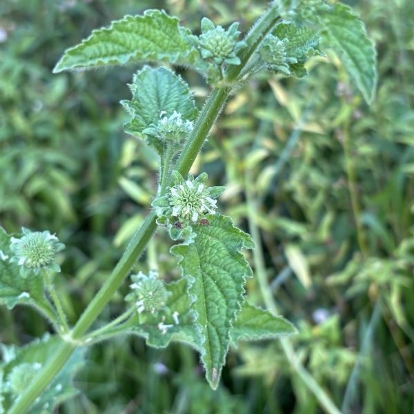 Photographie de Herbe ronde