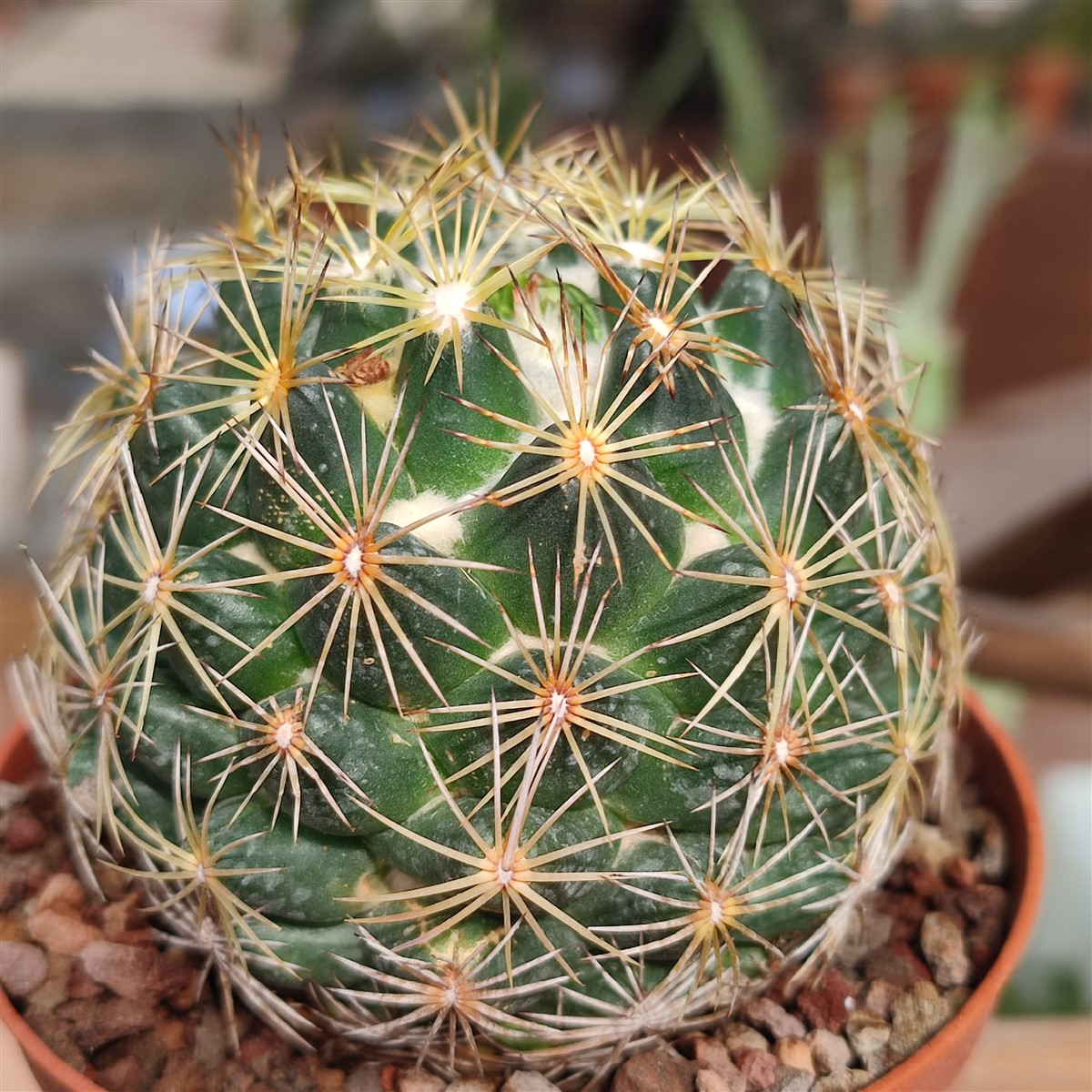 Photographie de Cactus touffu