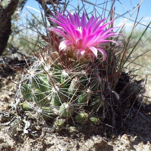 Photographie de Cactus touffu