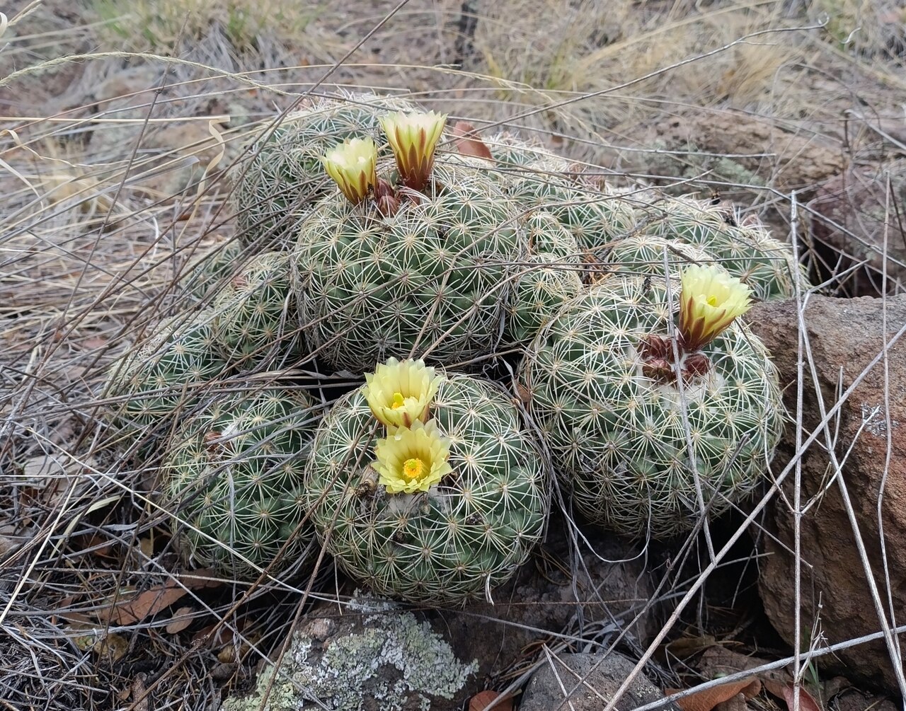 Photographie de Cactus touffu