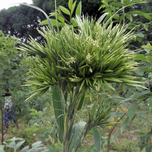 Photographie de Lemongrass dense