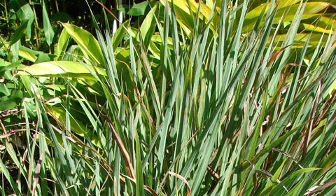 Photographie de Lemongrass dense