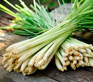 Photographie de Lemongrass dense