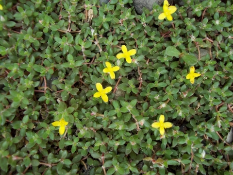 Photographie de Portulaca à quatre feuilles