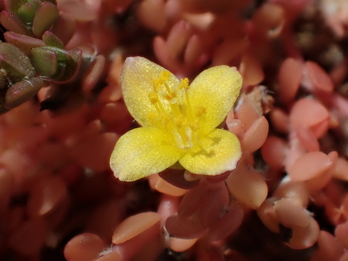 Photographie de Portulaca à quatre feuilles