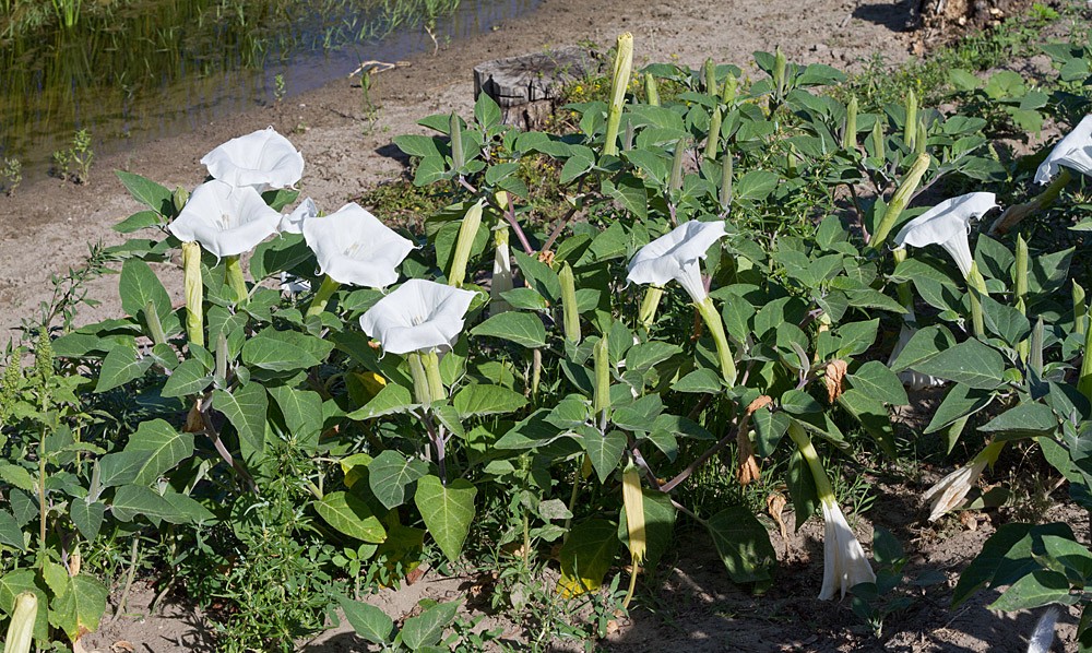 Photographie de Datura