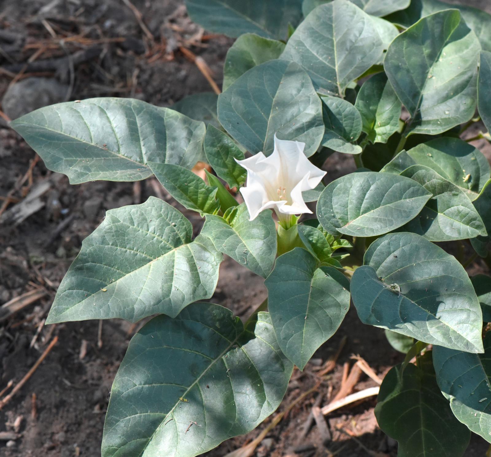 Photographie de Datura