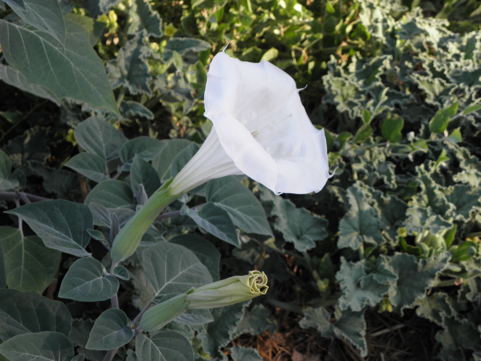 Photographie de Datura