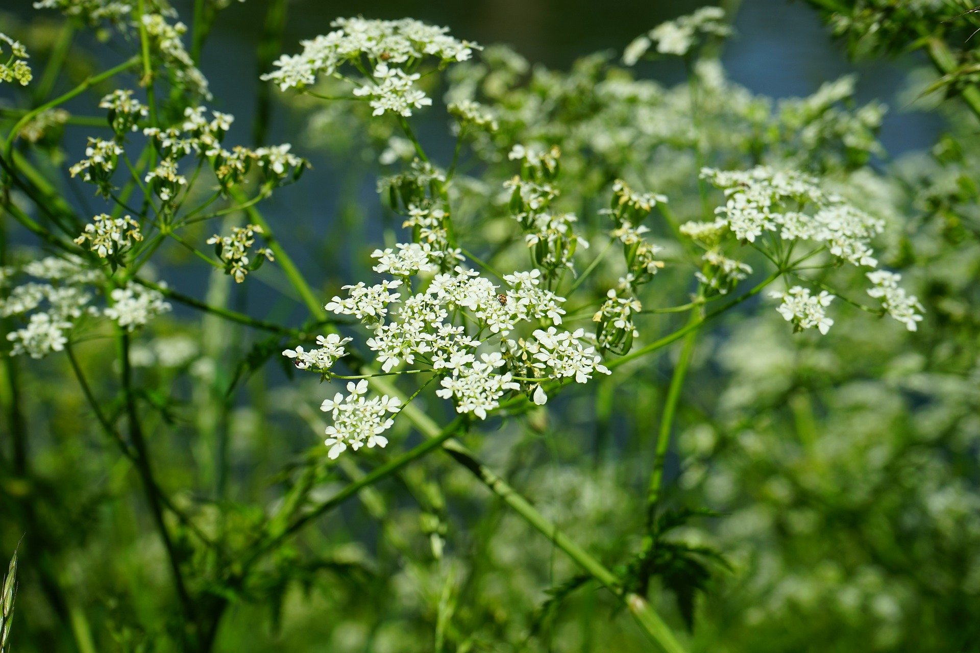 Photographie de Cerfeuil