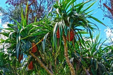 Photographie de Pandanus odorant